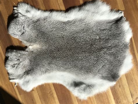 chinchilla fur pelt